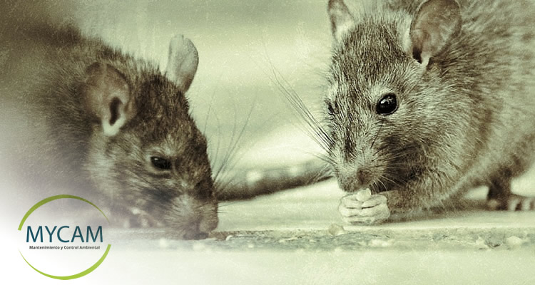 Tectónico feo Individualidad Cómo controlar una plaga de ratas o ratones en casas o empresas?