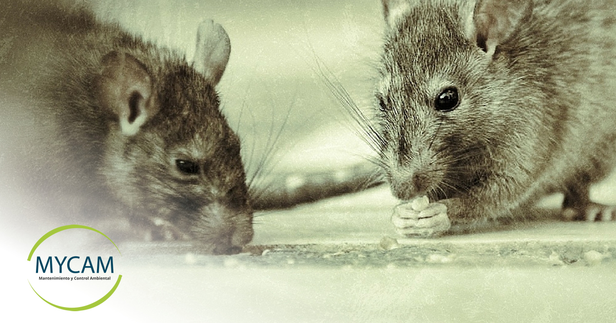 Cómo eliminar una plaga de ratas?
